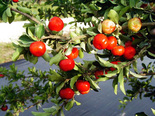 Gardening: PBarbados Cherry Image