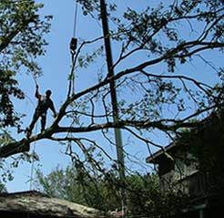 Government - Tree limb removal picture