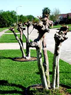 Gardening: Pruned Crape Myrtle Image
