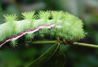 Gardening: Io moth caterpillar image