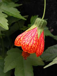 Gardening: Magic Lanten Image