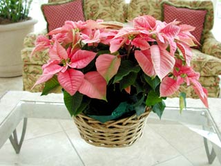 Gardening: Poinsettia Image