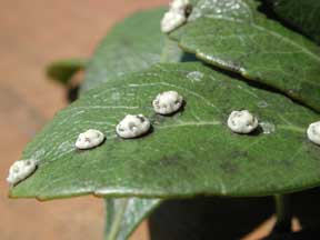 Gardening - Scale Insects