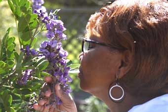 Gardening: Mt. Laurel Image