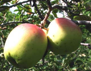 Gardening: Golden Dorsett Apples image