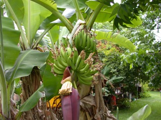 Gardening: Banana Plant Image