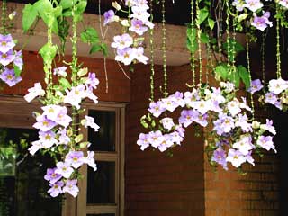 Gardening: Blue Skyflower Vine Image