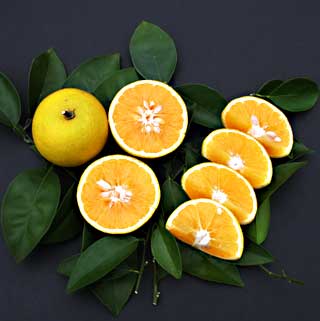Gardening: Oranges imsge