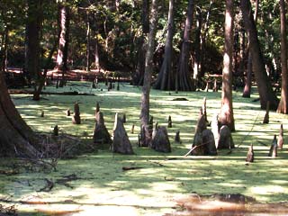Gardening: Image of Cypress Trees