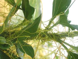 Gardening: Dodder image