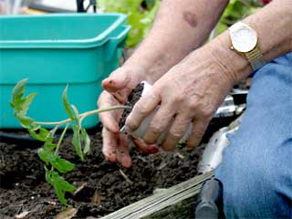 Gardening -  Planting fall vegetable garden Image