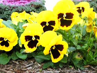 Gardening: Pansy Image