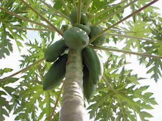 Gardening: Papaya Tree Image