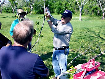 Gardening - Pecan Grafting Image
