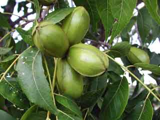 Gardening: Landscape Image