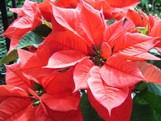 Gardening: Poinsetta Image