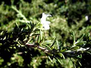 Gardening: Rosemary Image