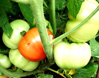 Gardening: Tomatoes image