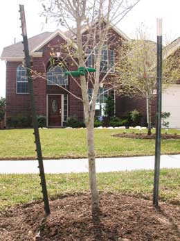Gardening: Planting Trees Image