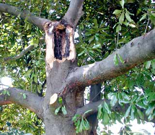 Gardening: Damaged Tree Image