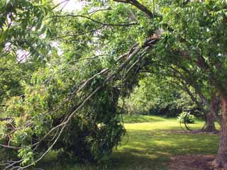 Gardening: Lightning Damage image