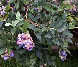 blueberry bush Auer image